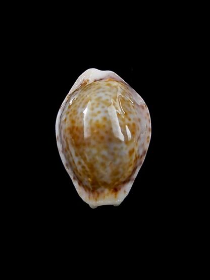 Cypraea acicularis sanctahelenae 23,10 mm Gem-8325
