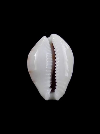 Cypraea acicularis sanctahelenae 23,10 mm Gem-8327