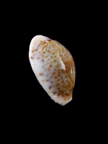 Cypraea acicularis sanctahelenae 23,10 mm Gem-8324