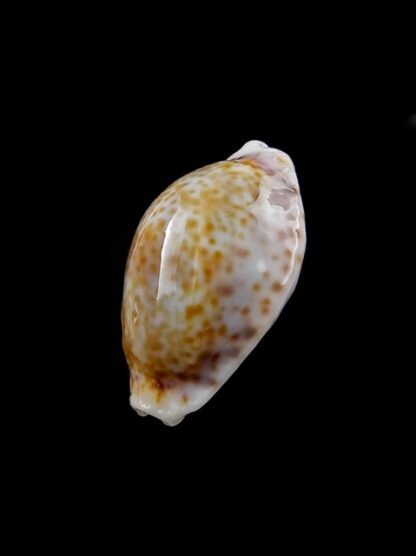 Cypraea acicularis sanctahelenae 23,10 mm Gem-8326