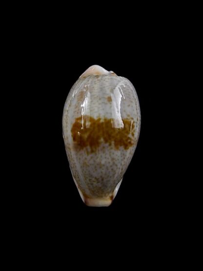 Cypraea fernandoi 23,5 mm Gem--8321