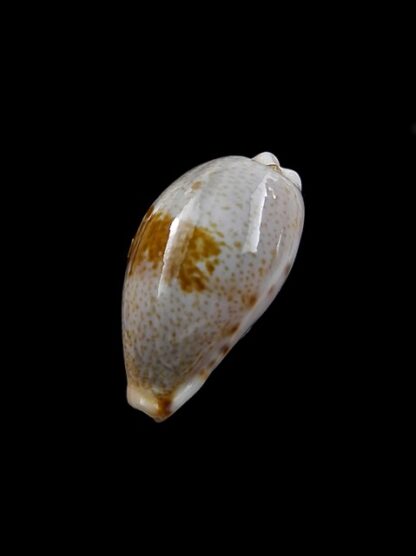 Cypraea fernandoi 23,5 mm Gem--8320