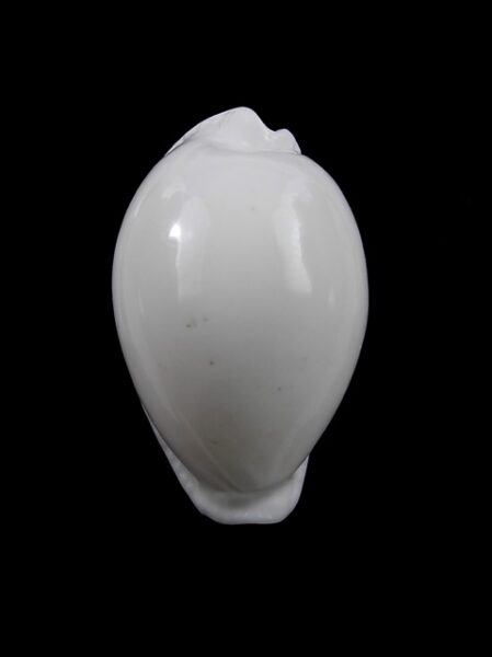Cypraea eburnea 35,9 mm Gem-0