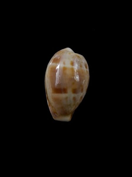 Cypraea walkeri continens " Very small size " 16,4 mm Gem-0