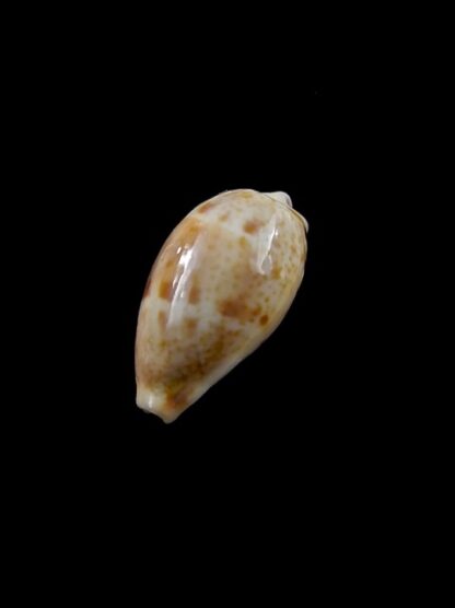 Cypraea walkeri continens " Very small size " 16,4 mm Gem-8518