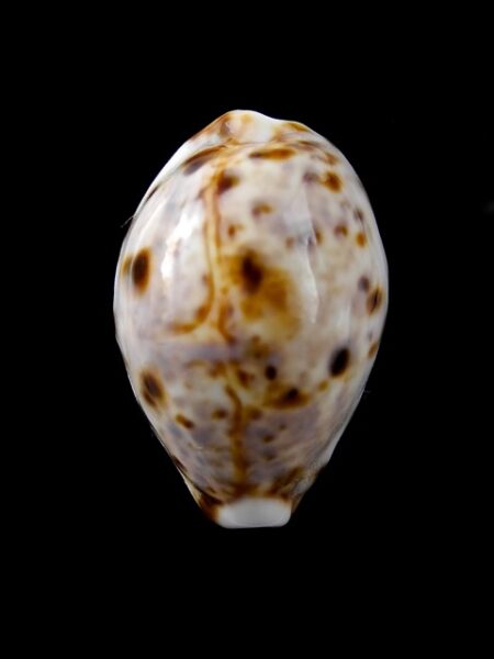Cypraea lynx " DWARF" 30,1 mm Gem-0