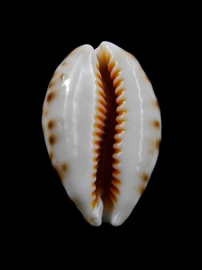 Cypraea lynx " DWARF" 30,1 mm Gem-8534