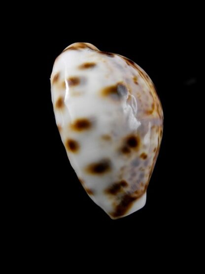 Cypraea lynx " DWARF" 30,1 mm Gem-8532