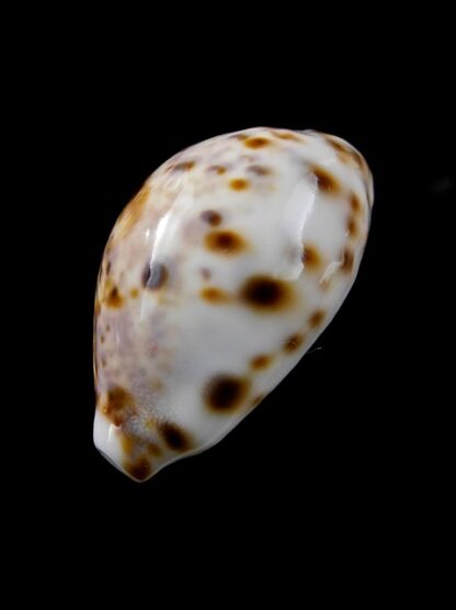 Cypraea lynx " DWARF" 30,1 mm Gem-8535