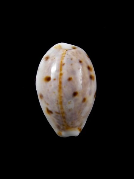 Cypraea lynx " DWARF" 23,4 mm Gem-0
