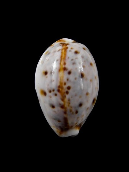 Cypraea lynx " DWARF" 25,2 mm Gem-0