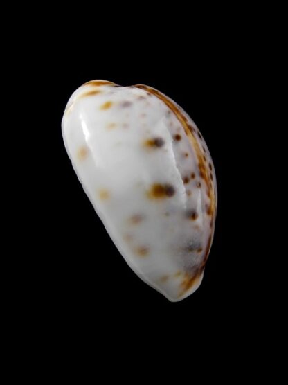 Cypraea lynx " DWARF" 25,2 mm Gem-8549