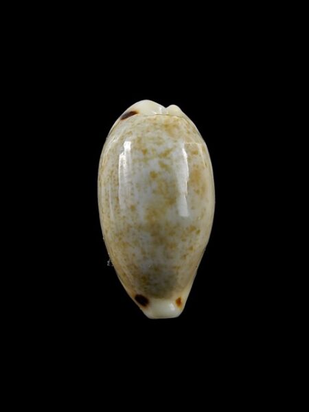 Cypraea quadrimaculata f. thielei. 22,4 mm Gem-0