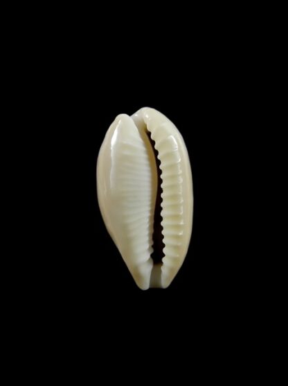 Cypraea quadrimaculata f. thielei. 22,4 mm Gem-8559