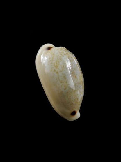 Cypraea quadrimaculata f. thielei. 22,4 mm Gem-8558