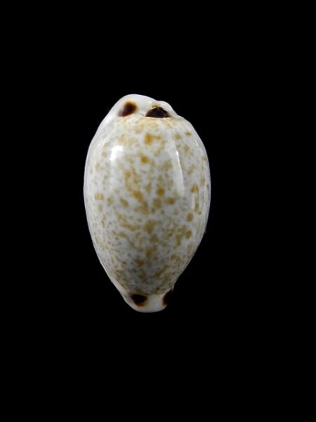 Cypraea quadrimaculata f. thielei. 20,3 mm Gem-0