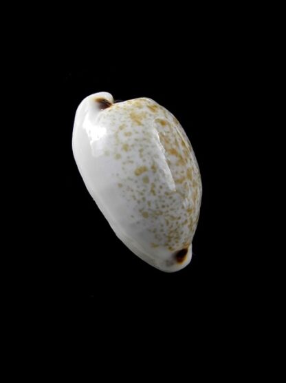 Cypraea quadrimaculata f. thielei. 20,3 mm Gem-8564