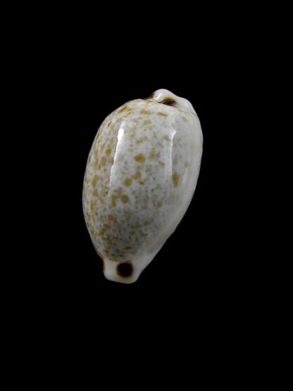 Cypraea quadrimaculata f. thielei. 20,3 mm Gem-8565