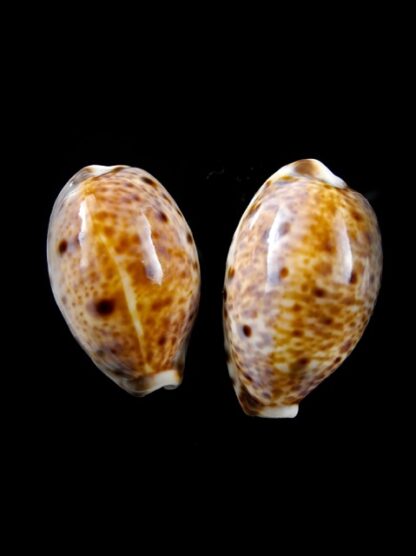 Cypraea lynx " small sizes" 28 & 30,3 mm Gem-0
