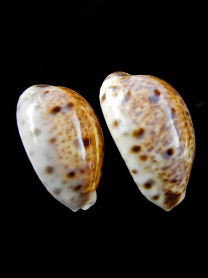 Cypraea lynx " small sizes" 28 & 30,3 mm Gem-8575