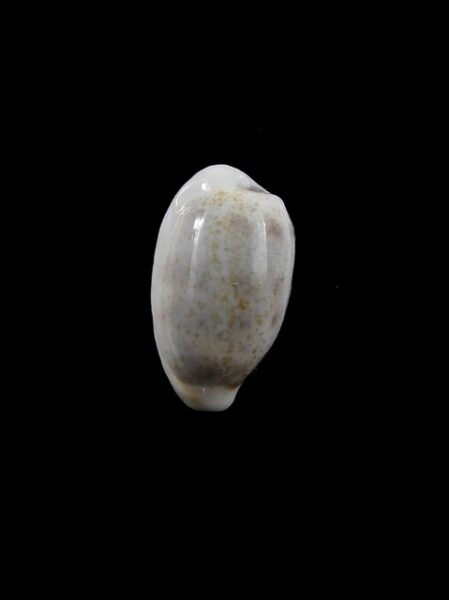 Cypraea pallidula rhinoceros 18 mm Gem-0