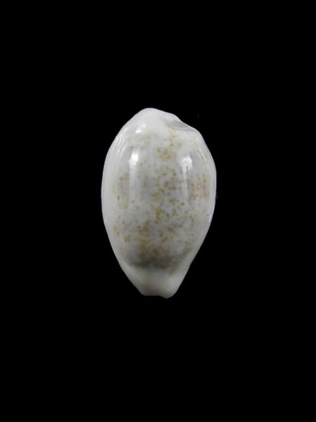 Cypraea pallidula rhinoceros 17,9 mm Gem-0