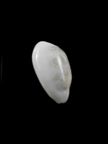 Cypraea pallidula rhinoceros 17,9 mm Gem-8607