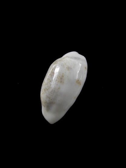 Cypraea pallidula rhinoceros 17,9 mm Gem-8604