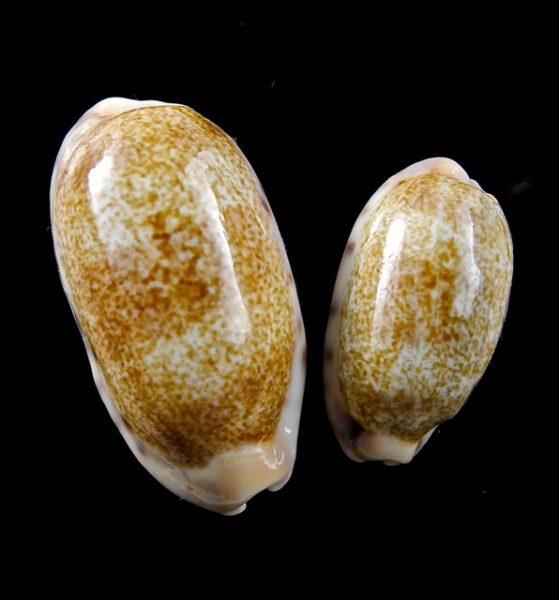 Cypraea caurica caurica Gem 27,2 & 37,9 mm-0