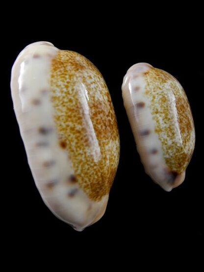 Cypraea caurica caurica Gem 27,2 & 37,9 mm-8583