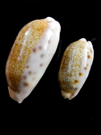 Cypraea caurica caurica Gem 27,2 & 37,9 mm-8582