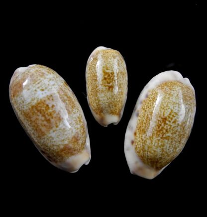 Cypraea caurica caurica Gem 24,9 - 33,6 - 36,7 mm-0