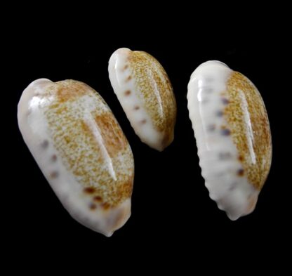 Cypraea caurica caurica Gem 24,9 - 33,6 - 36,7 mm-8589