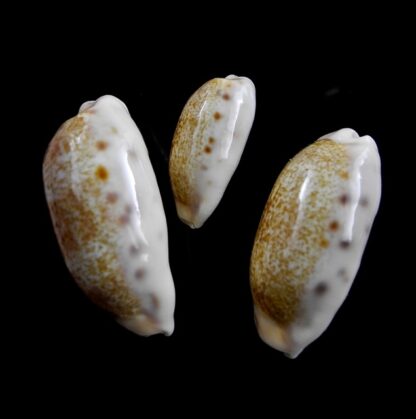 Cypraea caurica caurica Gem 24,9 - 33,6 - 36,7 mm-8591