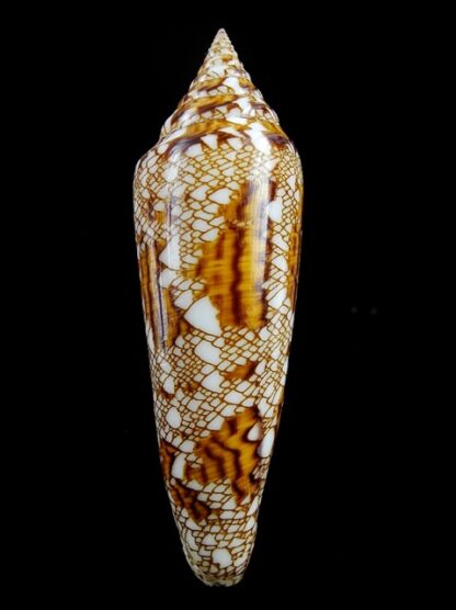 Conus bengalensis 105,2 mm Gem-8417