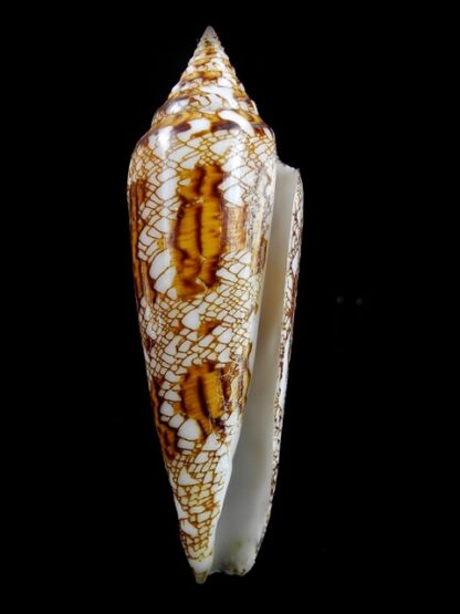 Conus bengalensis 105,2 mm Gem-8418