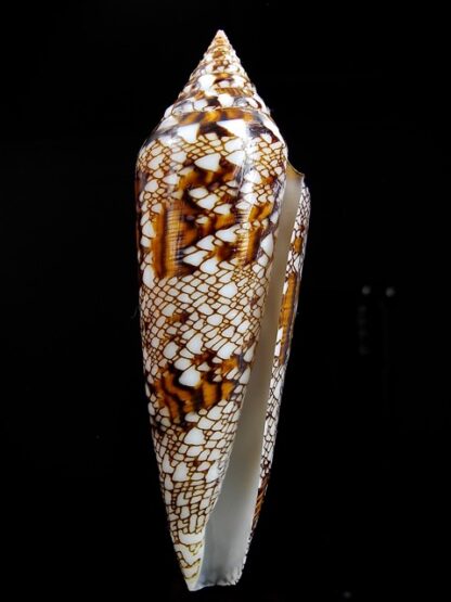 Conus bengalensis 89,5 mm Gem-8411
