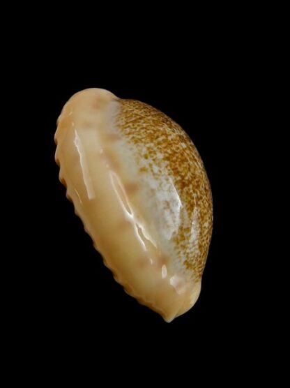 Cypraea coloba f. greegori 24,9 mm Gem-8396