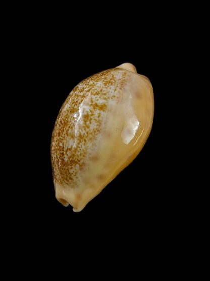 Cypraea coloba f. greegori 24,9 mm Gem-8395