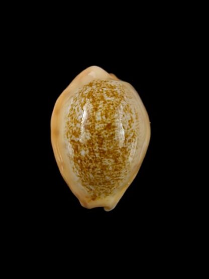 Cypraea coloba f. greegori 22.2 mm Gem-8385