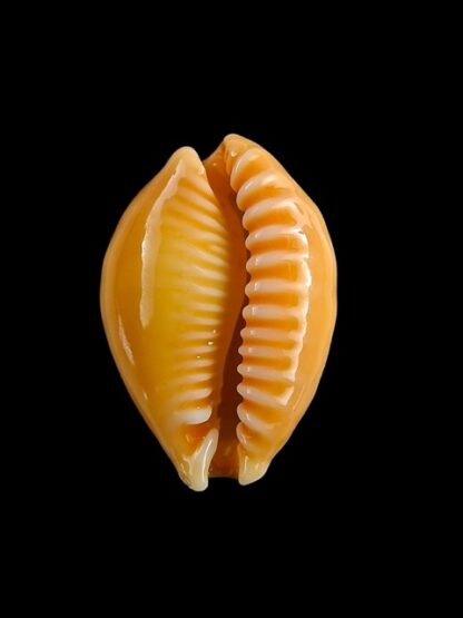 Cypraea coloba f. greegori 22.2 mm Gem-8388