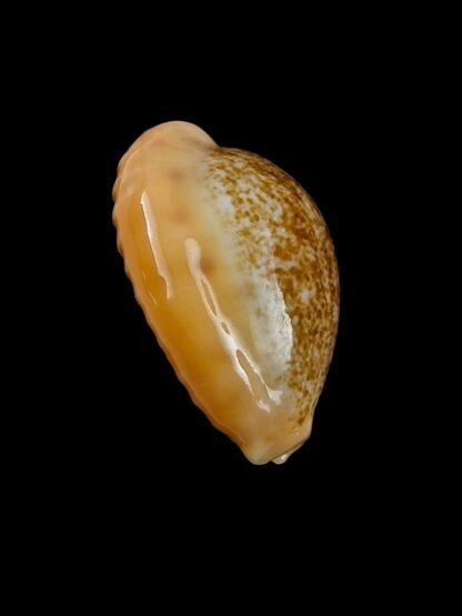 Cypraea coloba f. greegori 22.2 mm Gem-8384