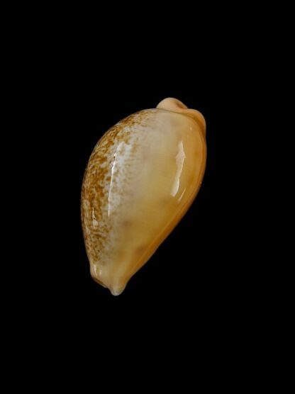 Cypraea coloba f. greegori 22.2 mm Gem-8386