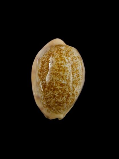 Cypraea coloba f. greegori 22.1 mm Gem-8378