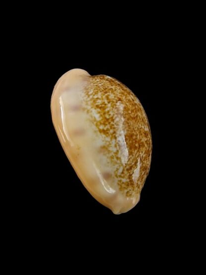 Cypraea coloba f. greegori 22.1 mm Gem-8374