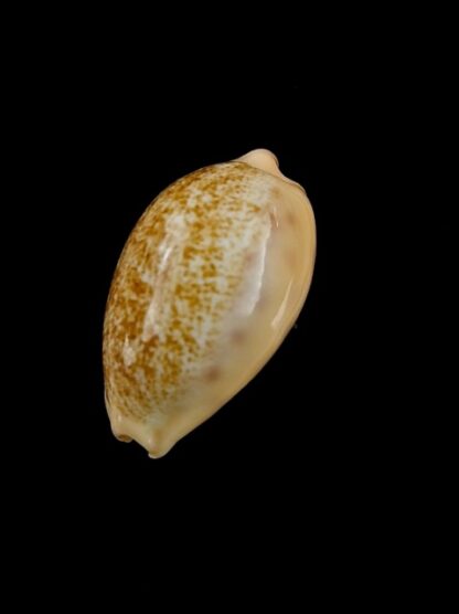 Cypraea coloba f. greegori 22.1 mm Gem-8377