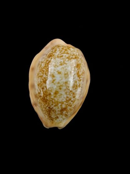 Cypraea coloba f. greegori 21,6 mm Gem-8366