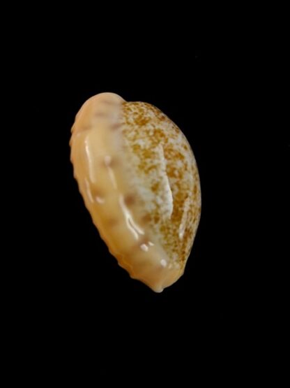 Cypraea coloba f. greegori 21,6 mm Gem-8367