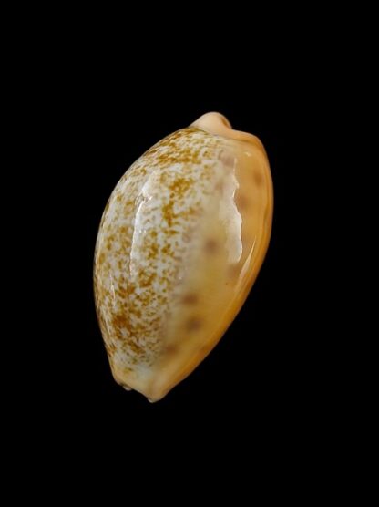 Cypraea coloba f. greegori 21,6 mm Gem-8364