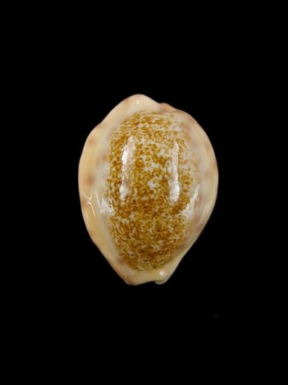 Cypraea coloba f. greegori 20,3 mm Gem-8356